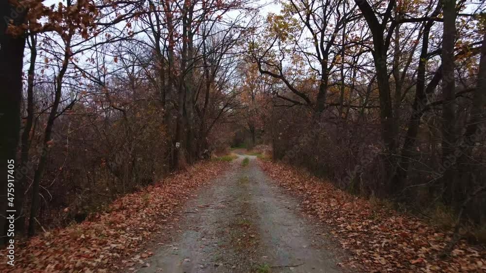 Camera moving forward on the road through autumn forest with falling foliage Camera moving forward on the road through autumn forest with falling foliage