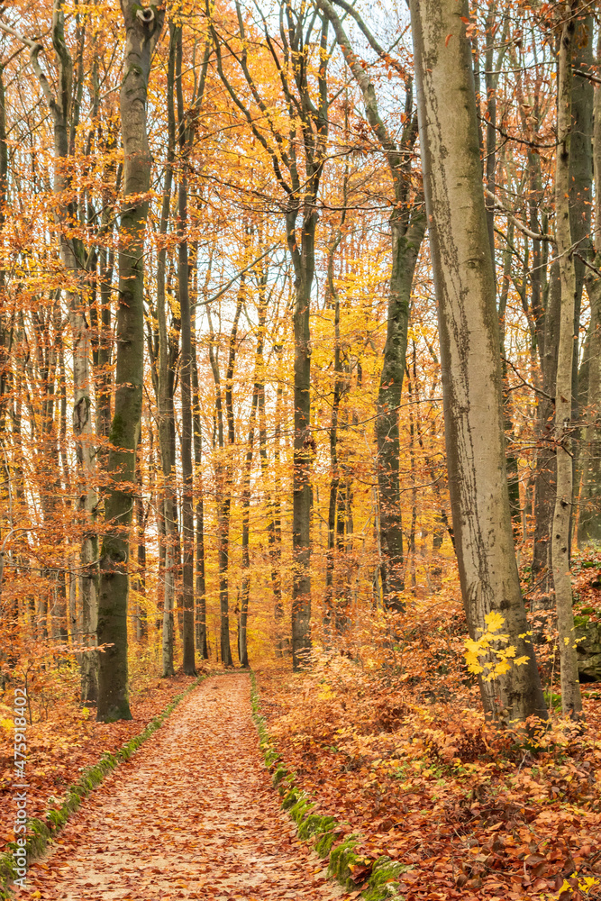 Fototapeta premium Path through the forest trees in autumn