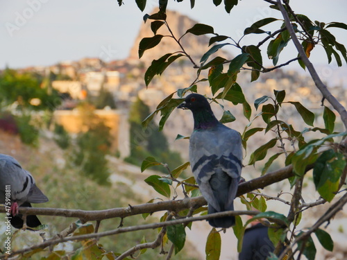 pigeon valley of cappadocia
