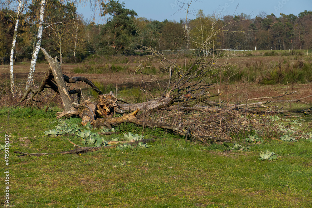 Obraz premium Umgestürzter Baum im Naturschutzgebiet Sanddünen Sandweier Baden-Baden