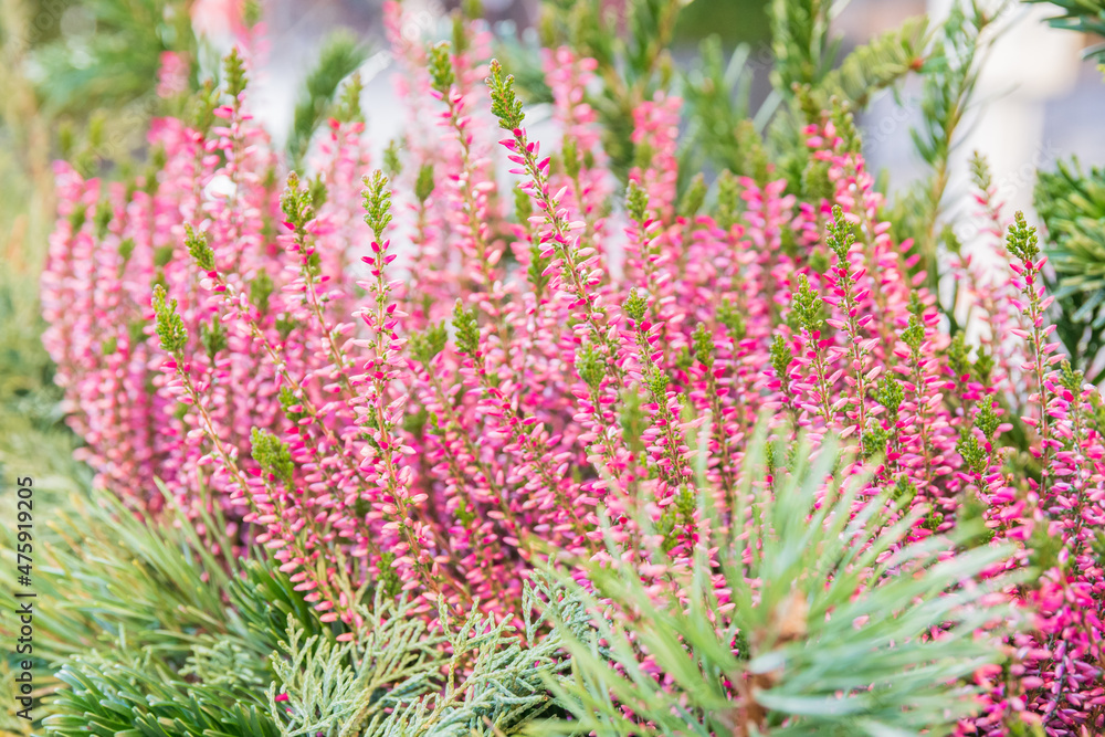Obraz premium Group of Ericas and callunas shrubs