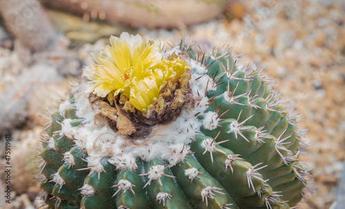 Wheel cactus (Opuntia robusta) with yellow flowers photo