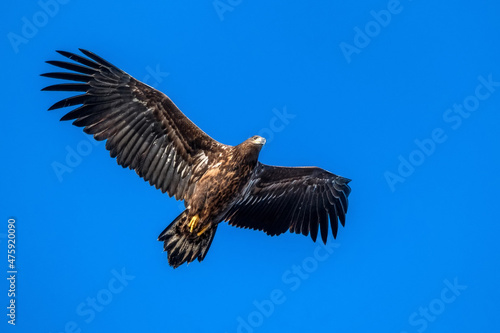 A view of flying Haliaeetus albicilla or White-tailed Eagle