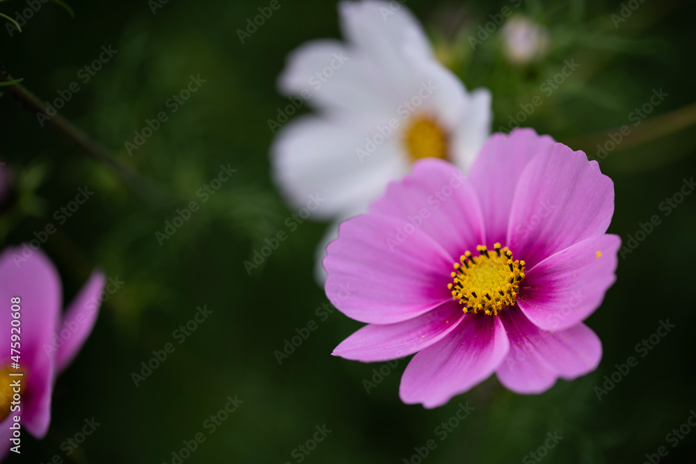cosmos flower
