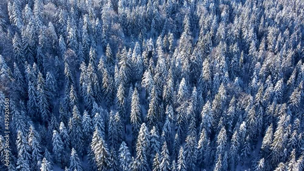 Aerial drone view of forest in winter. Green trees covered with a snow, view from above. Landscape of forest at sunset. Woodland. Coniferous trees. Aerial drone view of forest in winter. Green trees covered with a snow, view from above. Landscape of forest at sunset. Woodland. Coniferous trees.