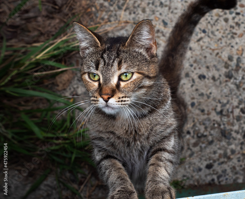 A beautiful street cat with green eyes stood on its hind legs