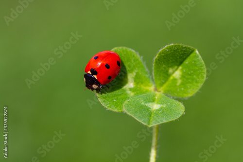 Ladybug on a leaf © mehmetkrc