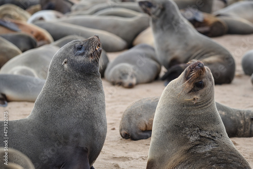 Sea Lions   Cape Fur Seals in Namibia