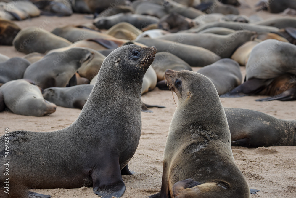 Fototapeta premium Cape fur seals on the beach in Namibia, Cape Cross, Skeleton coast