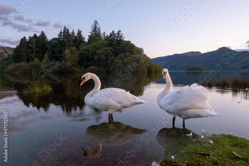 two swans on Derwent water Lake District cumbria england uk Fototapeta