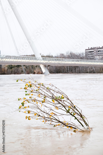 Vertical picture of a small tree covered by water due to river ebro flooding photo