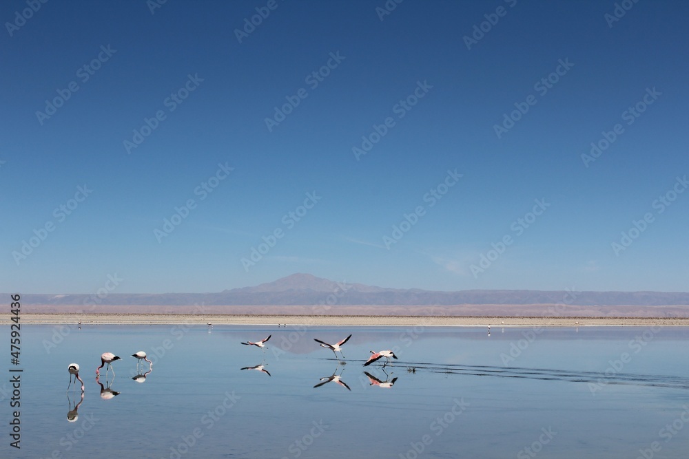 Pink flamingos flying in a salar in Atacama.
