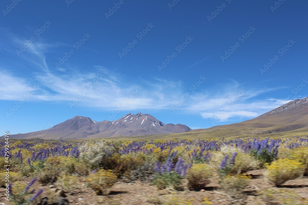 Flowering Atacama desert, QAntofagsta, Chile.