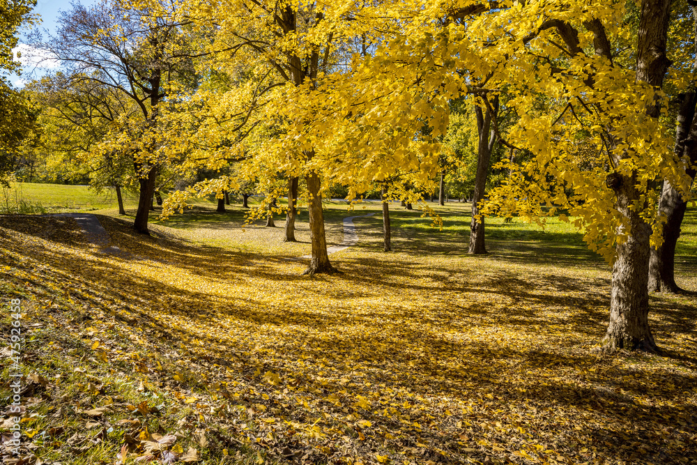 autumn in the park