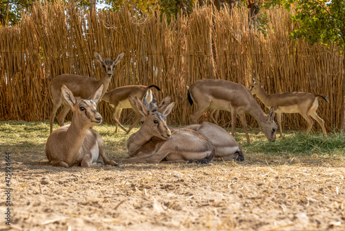 Uzbekistan, gazelles in the Ekotsentr Dzheyran near Bukhara photo