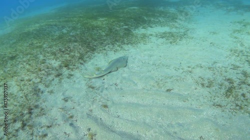 Halavi guitarfish (Glaucostegus halavi) swimming over the sea bottom, slow motion photo