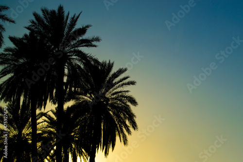 Silhouettes of palm trees during the sunrise in Iraq photo