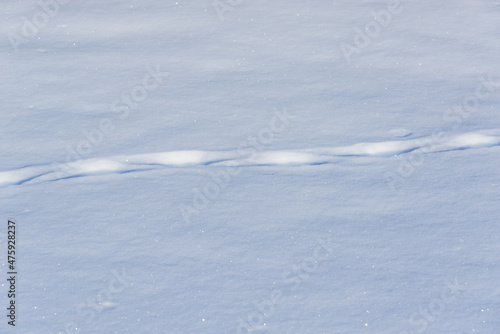 Traces of wild animals are visible in the snow.