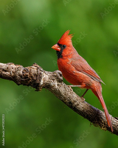 Male Eastern Cardinal