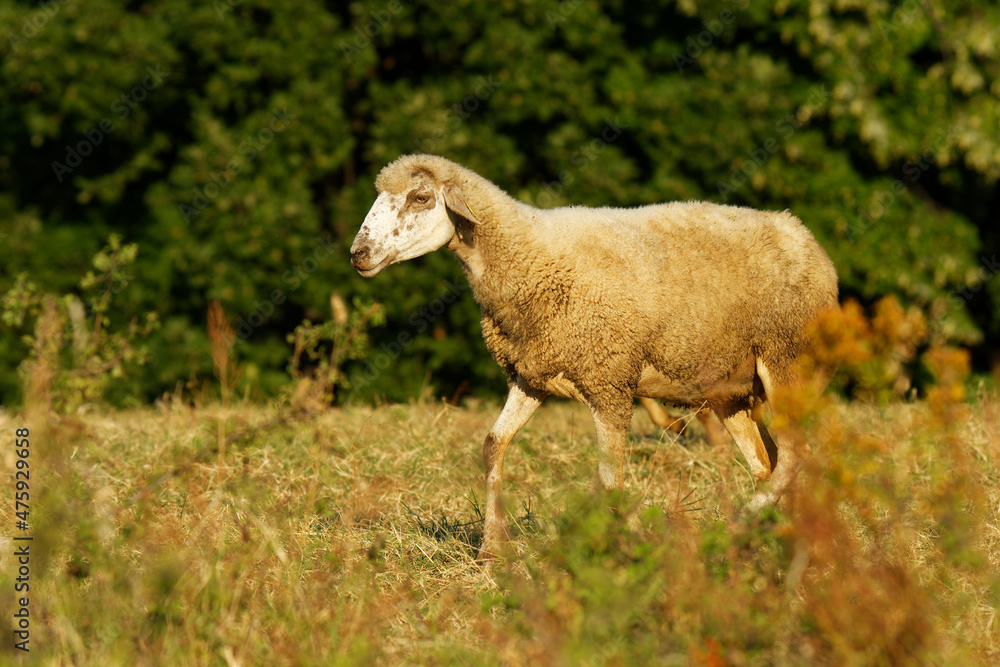 Obraz premium Sheep on the grass meadow in mountains, farmland New Zealand, Scotland, Australia, Norway, agriculture farm. Domestic animal in natural environment
