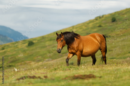 Horse and foals in the mountains, Central Balkan National Park in Bulgaria, Stara Planina. Beautiful horses in the nature on top of the hill. Herd of horses on the green meadow