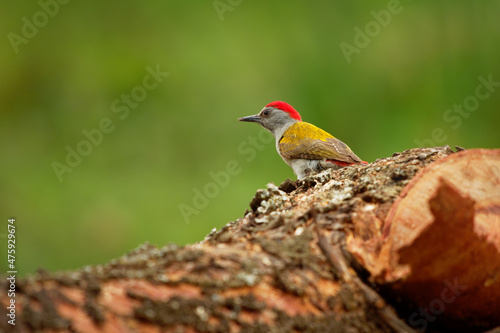 Gray-headed Woodpecker - Dendropicos (Chloropicus) spodocephalus or Eastern grey or Mountain gray woodpecker, bird in family Picidae, resident breeder in eastern Africa, on the felled wood