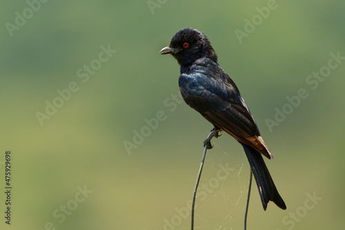 Fork-tailed Drongo - Dicrurus adsimilis also Common drongo, African drongo or savanna drongo, family Dicruridae, medium-sized passerine black bird, native to the tropics, subtropics of Africa