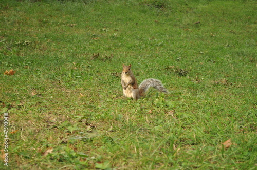 rabbit in the grass © andrea