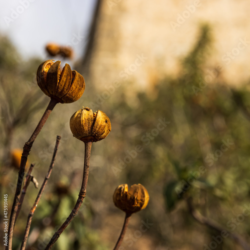 macro in the field of dry plant
