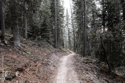 path in the forest on the side of a mountain surrounded by pine trees