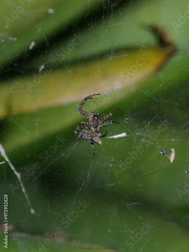 spider on web.