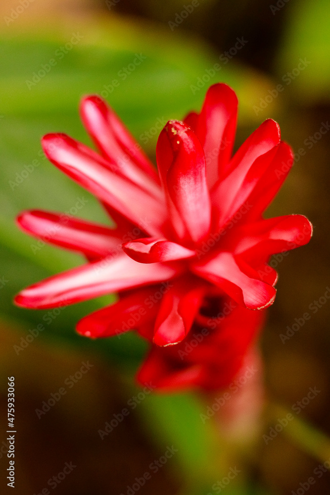 Fototapeta premium close up of a flower