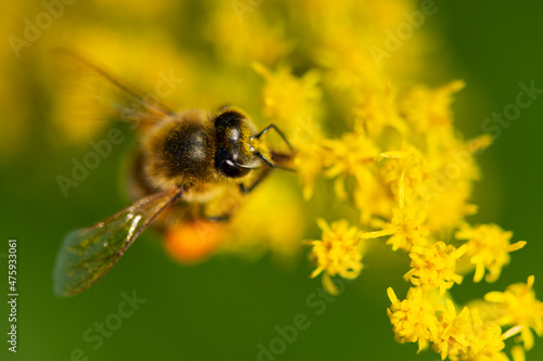 Western Honey Bee Foraging