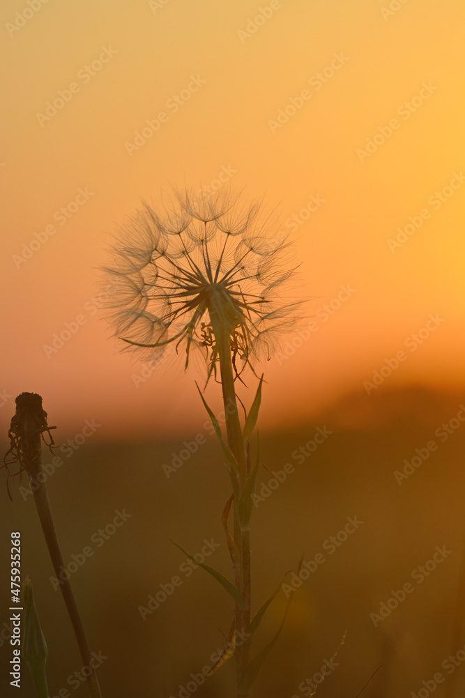 Dandelion close-up on a sunset background.