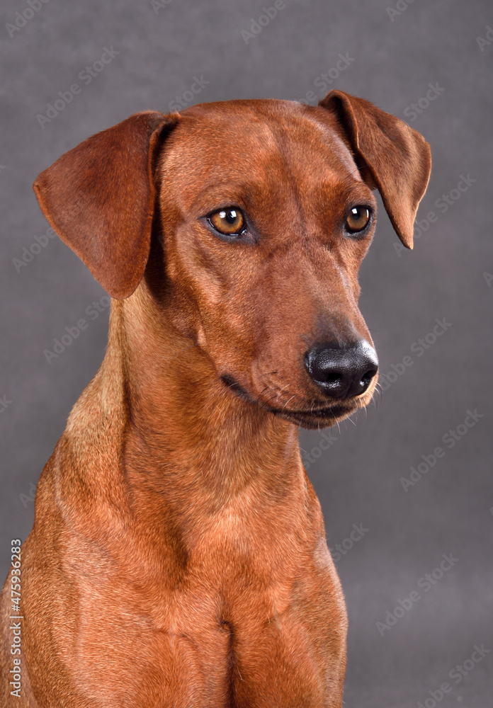 Portrait of Red German Pinscher dog