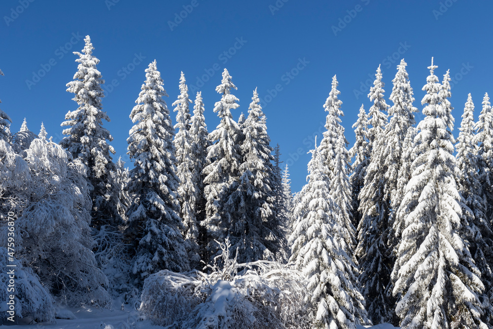 Winter landscape of Vitosha Mountain, Bulgaria Winter landscape of Vitosha Mountain, Bulgaria