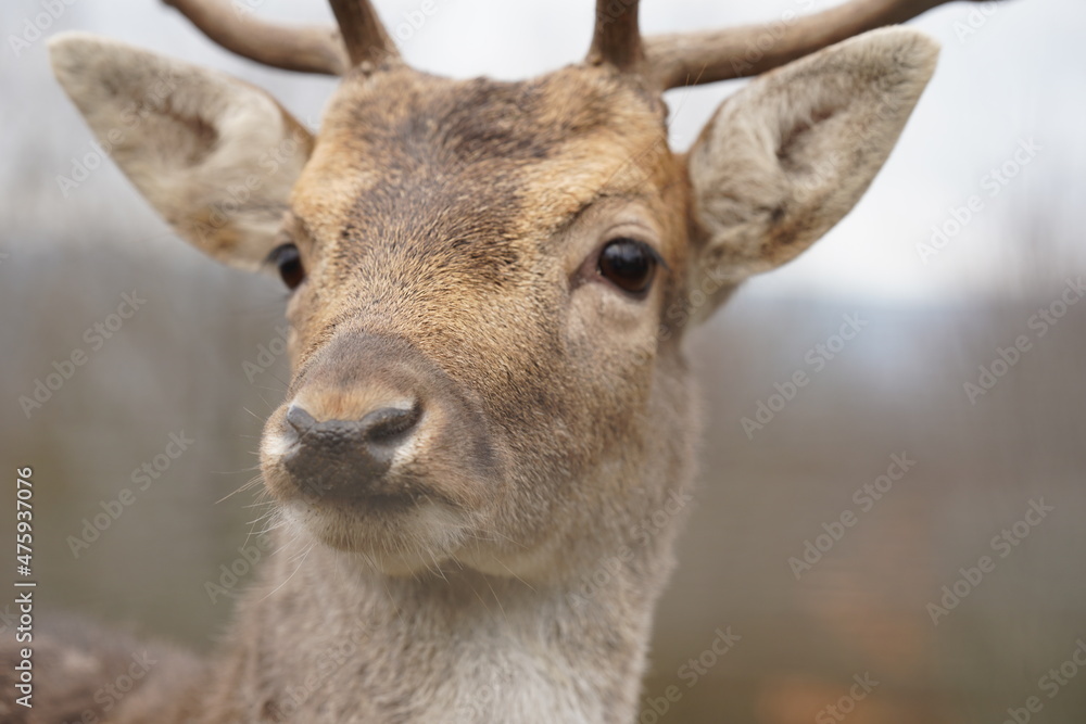 Rehbock, roebuck, roe buck