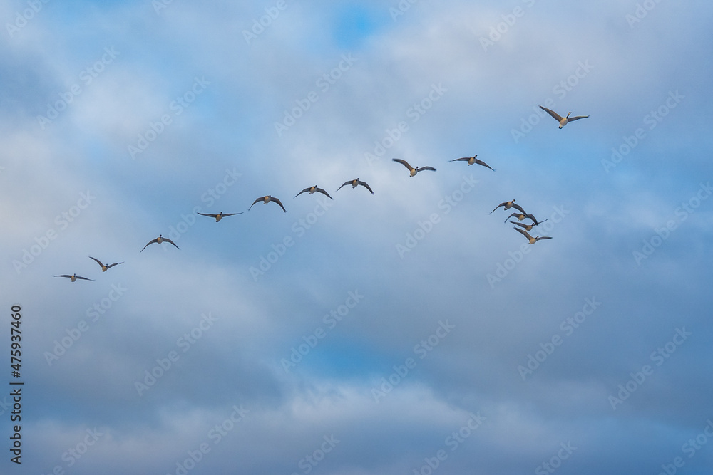 Canada Geese flying in formation high over the Toronto Beaches on a winter morning (Wing tips mostly down). Canada Geese flying in formation high over the Toronto Beaches on a winter morning (Wing tips mostly down).