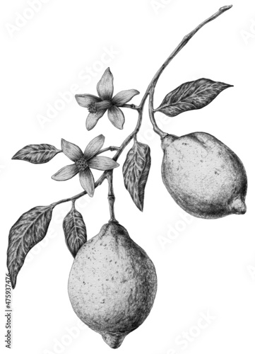 Φωτογραφία Lemons - clip art in vintage style isolated on white background