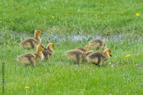 Goslings in the Grass © Divine Images