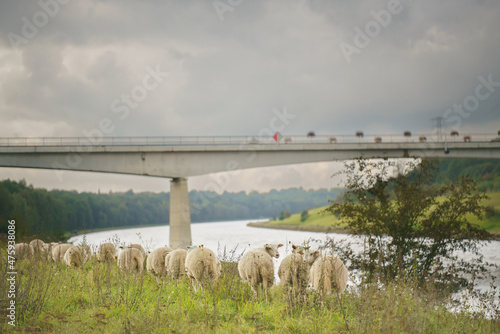 Flock of sheep grazing on a bank next to a canal during a windy overcast day in autumn photo