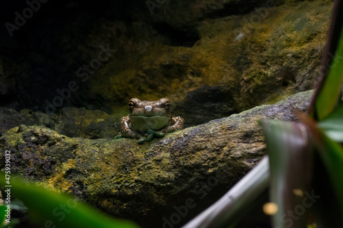 Closeup shot of a harlequin tree frog on wood in the forest photo