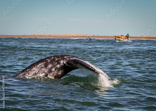 California Gray Whale diving with boat in the background in Baja California 