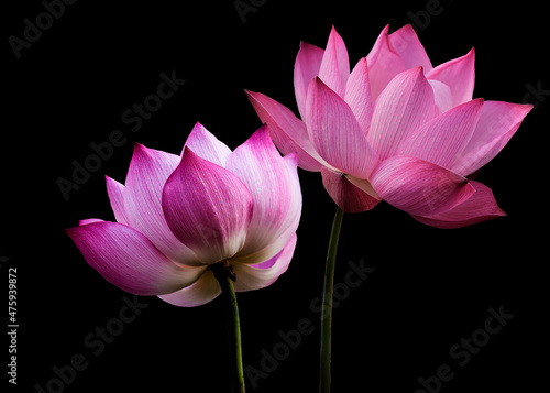 Pink lotus flowers, isolated on black background. Object with clipping path