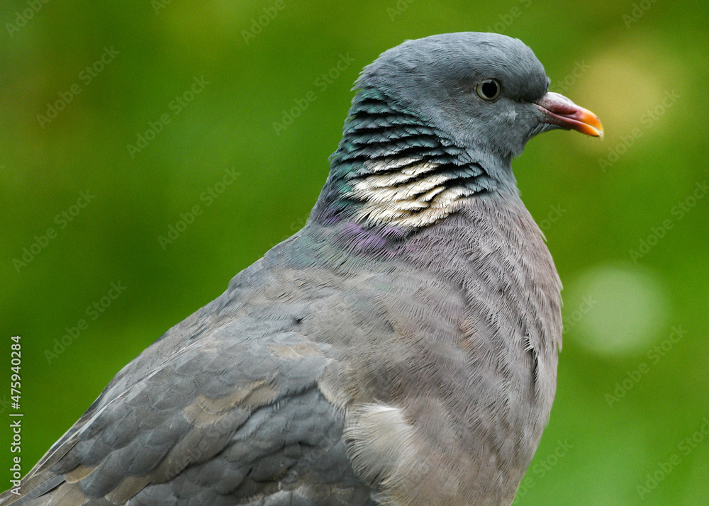 Wood Pigeon Wood Pigeon