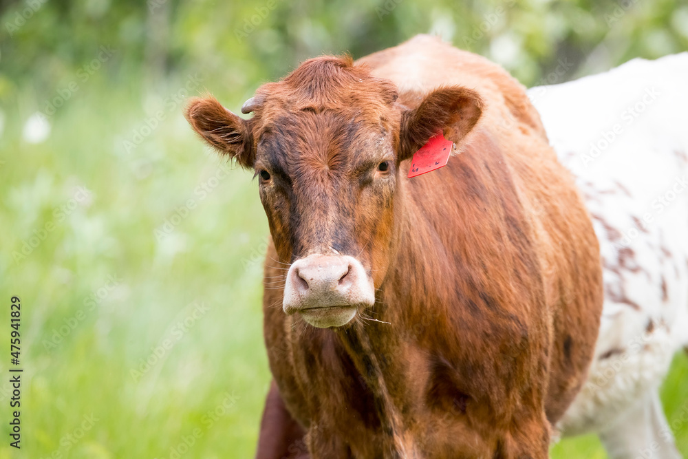 Beef Cattle. A close up of a beef cow. Beef Cattle. A close up of a beef cow.