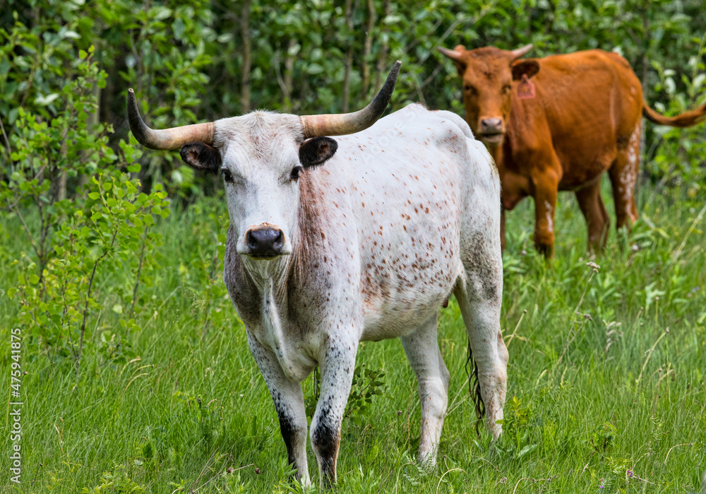 Beef Cattle. A beef cow in a farm field. Taken in Alberta, Canada