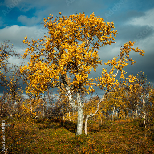 Beautiful shot of a colorful autumn in Stuggudalen in the Sylan Mountains, Norway photo