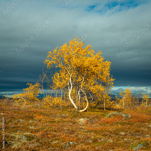 Beautiful shot of a colorful autumn in Stuggudalen in the Sylan Mountains, Norway photo