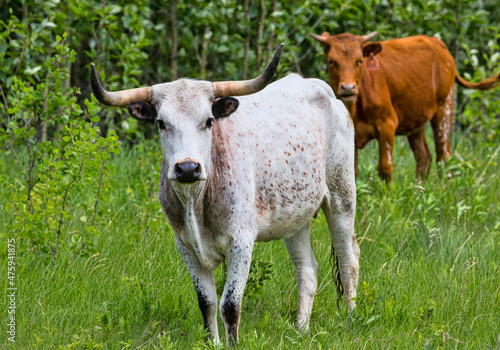 Beef Cattle. A beef cow in a farm field. Taken in Alberta  Canada